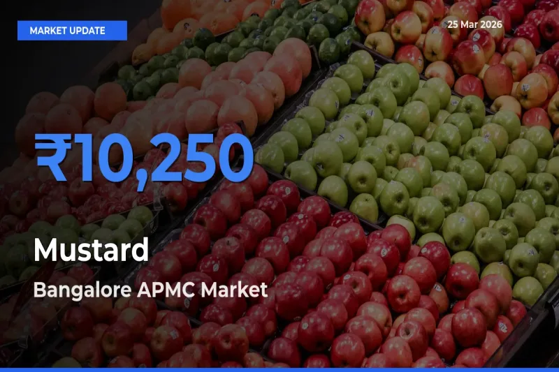 Farmers Prefer Bangalore APMC as Mustard Hits Highest Rate
