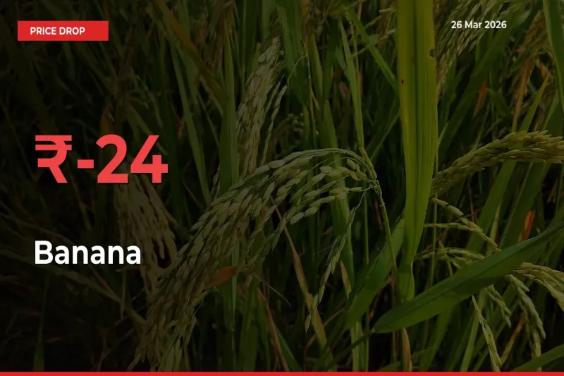 This Mandi Records 23.73% Fall in Banana Prices