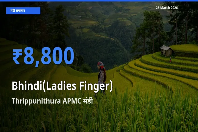 आज भिंडी के सबसे ज़्यादा दाम Thrippunithura APMC मंडी में दर्ज