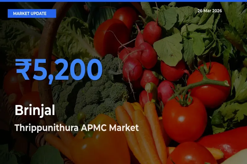 Thrippunithura APMC Emerges as Top Mandi for Brinjal Prices Today