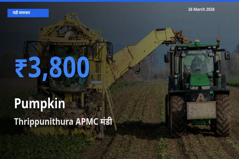 आज का मंडी भाव: कद्दू के सबसे ज़्यादा दाम Thrippunithura APMC में