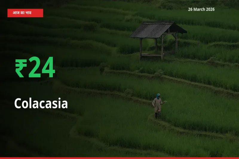 तेज़ तेजी! मंडी में अरबी के दाम 23.99% चढ़े