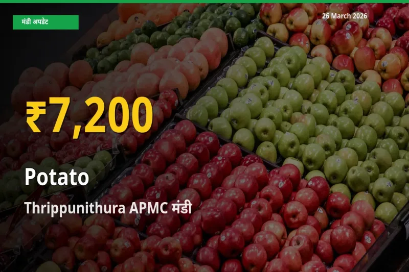आलू के दामों ने बनाया नया रिकॉर्ड, Thrippunithura APMC में तेज़ी