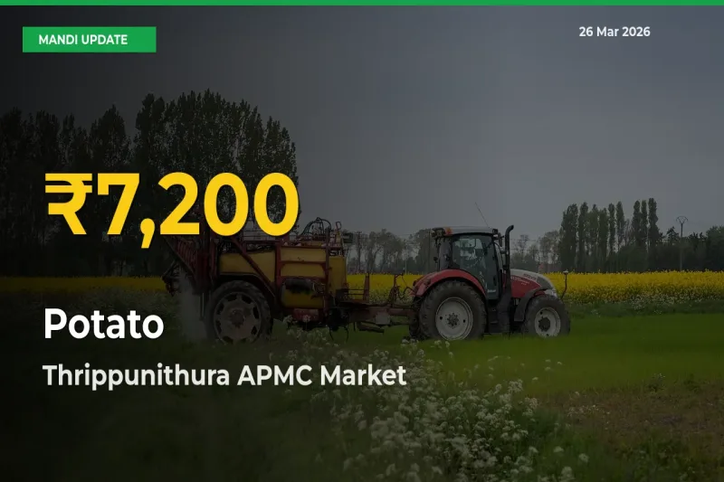 Farmers Benefit as Potato Rate Touches New High in Thrippunithura APMC