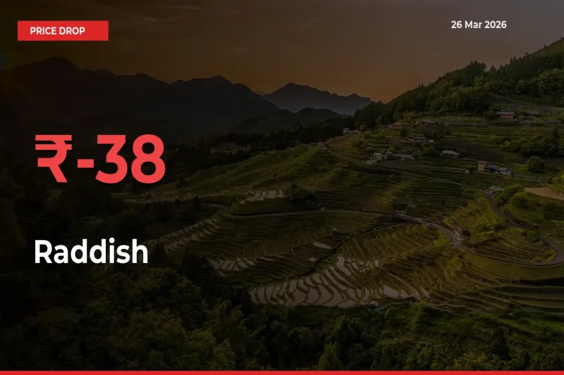 Raddish Prices Drop 38.43% in 24 Hours at Major Mandis