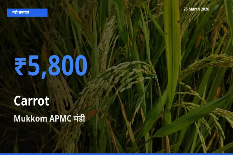 Mukkom APMC में गाजर का आज सबसे ऊँचा भाव