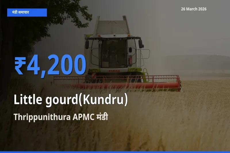 आज कुंदरू (टिंडा तोरई) के सबसे ऊँचे दाम ₹4,200 Thrippunithura APMC मंडी में