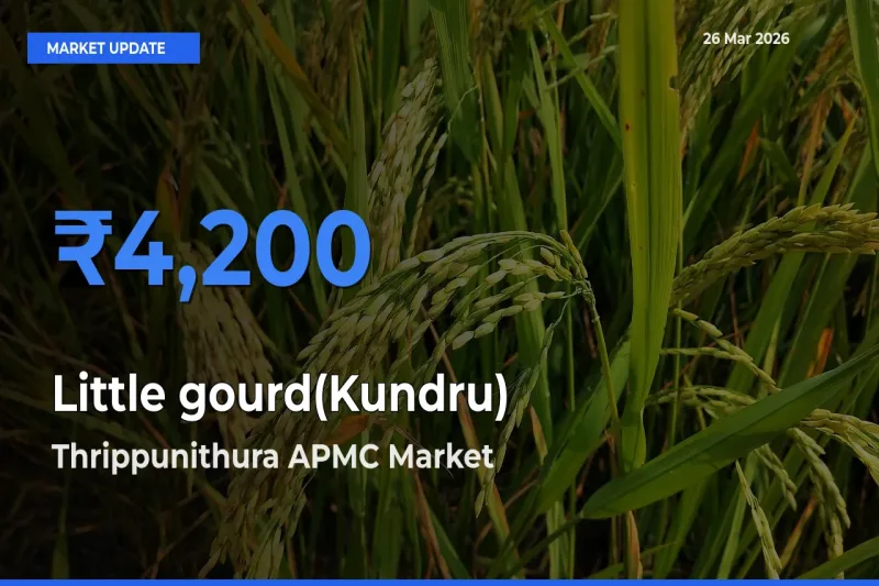 Little gourd(Kundru) Mandi Rate Today: Thrippunithura APMC Tops the List