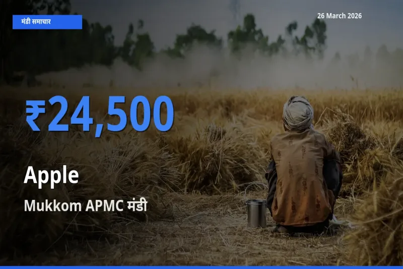 टॉप मंडी बना Mukkom APMC! सेब के सबसे ऊँचे दाम यहीं दर्ज