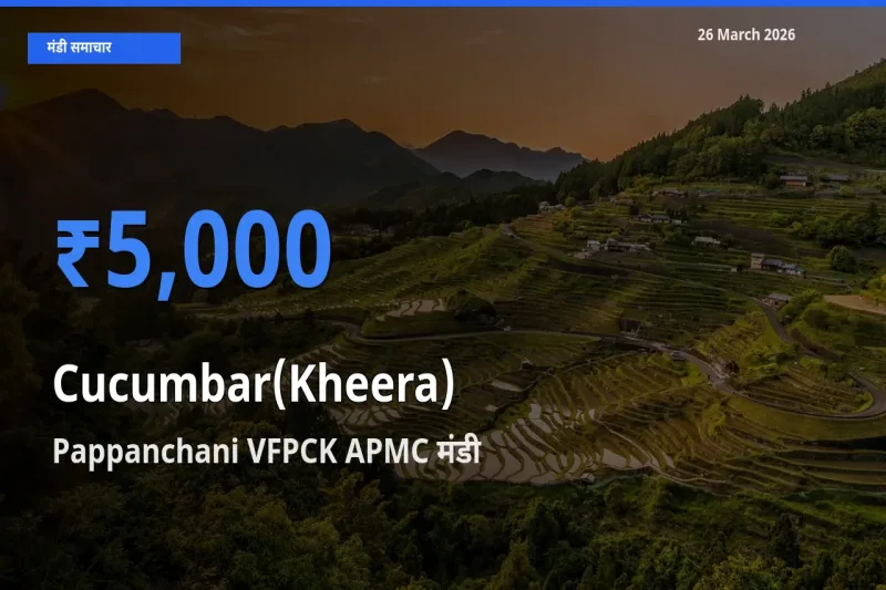 Pappanchani VFPCK APMC मंडी में आज खीरा के सबसे ऊँचे दाम दर्ज