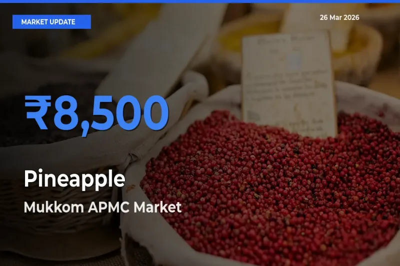 Mukkom APMC Tops Pineapple Mandi Rates Today