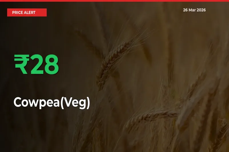 Cowpea(Veg) Rises 28.01% at Mandis