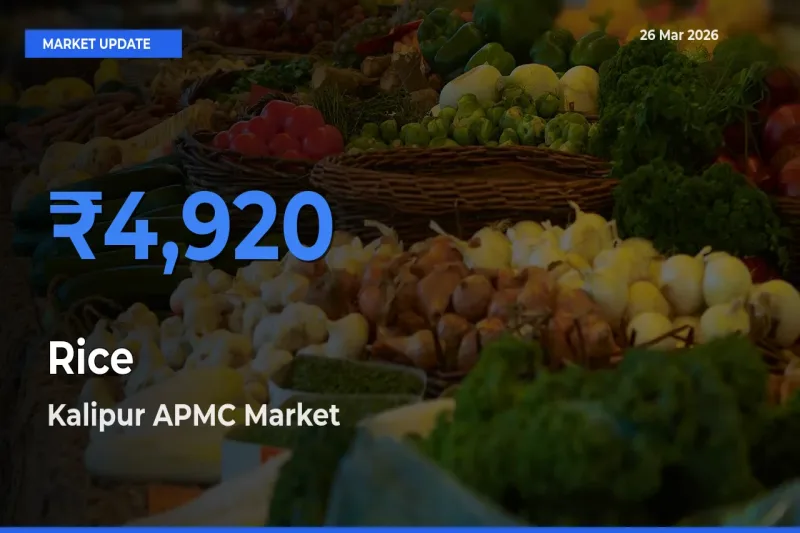 Kalipur APMC Records Highest ₹4,920 Rate for Rice