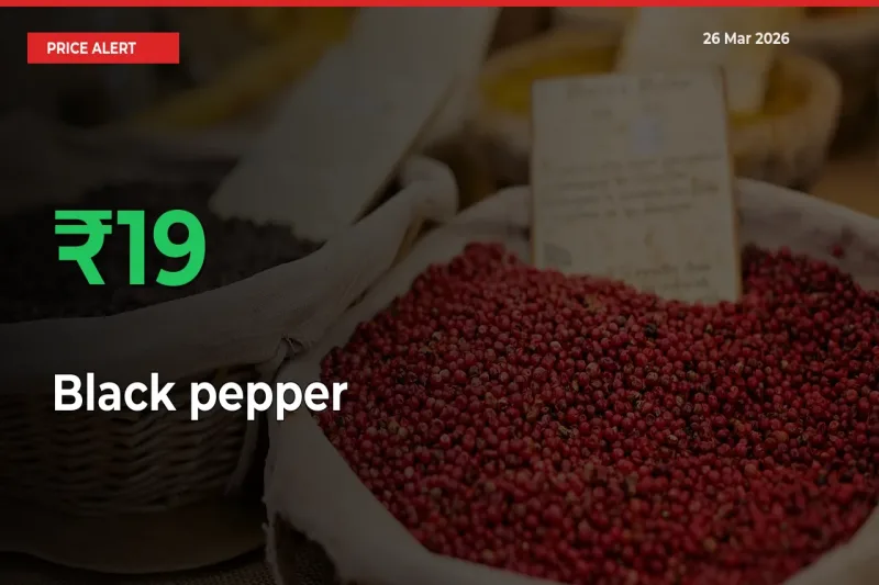 Sharp Jump! Black pepper Prices Climb 19.04% in 24 Hours at Key Mandis