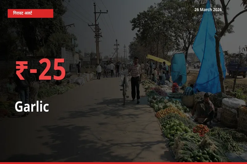 स्थानीय मंडी में लहसुन के दाम अचानक 25.37% गिरे, किसानों की चिंता बढ़ी