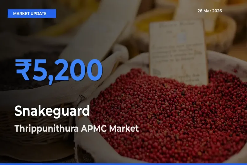 Farmers Prefer Thrippunithura APMC as Snakeguard Hits Highest Rate