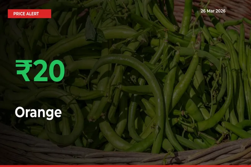 Orange Mandi Rate Today: Prices Jump 19.75% at Market