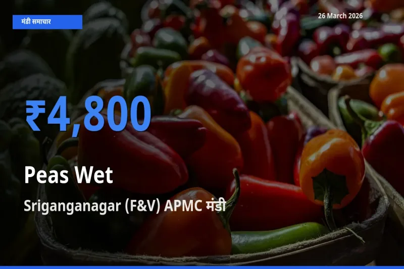 बाज़ार संकेत: Sriganganagar (F&V) APMC बना हरी मटर के लिए आज की टॉप मंडी