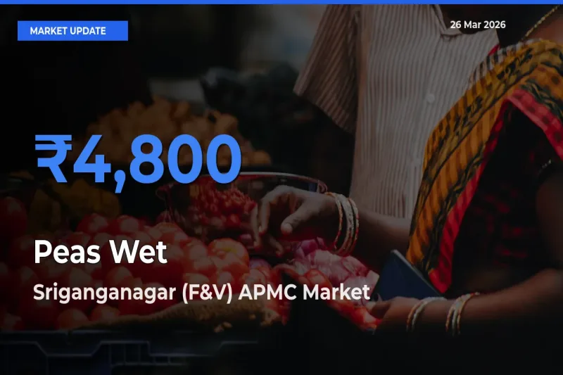 Peas Wet Mandi Rate Today: Sriganganagar (F&V) APMC Tops the List