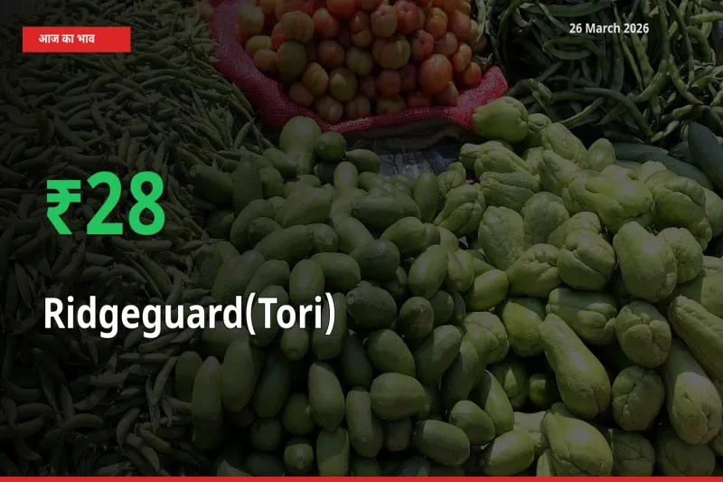 26 March अपडेट: तोरई के दाम मंडी में 27.63% उछले