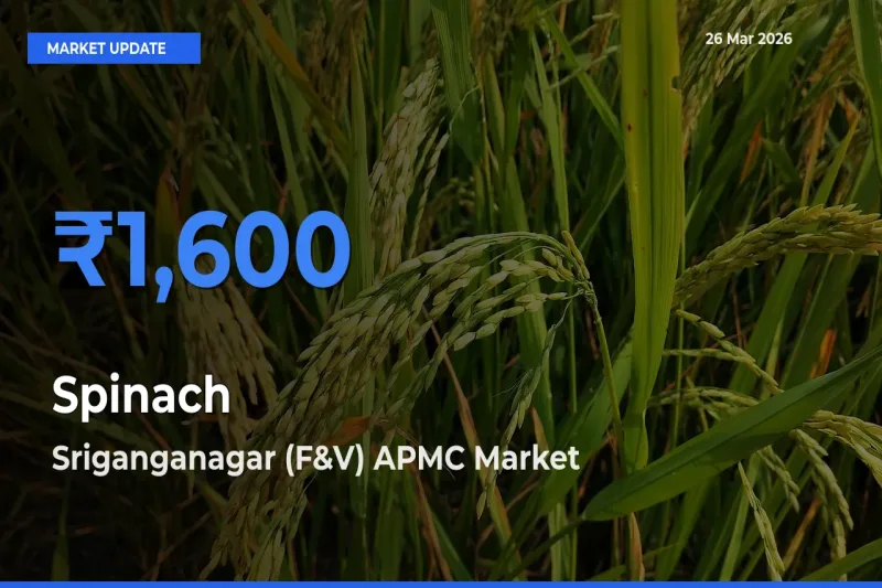 Market Watch: Sriganganagar (F&V) APMC Becomes Top Mandi for Spinach