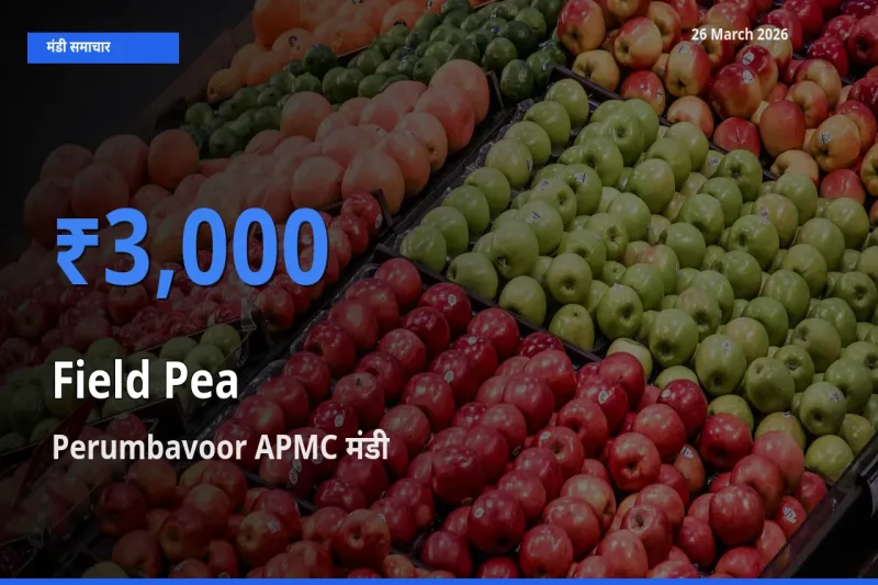 किसानों की पसंद बना Perumbavoor APMC, मटर (साबुत) के सबसे अच्छे दाम