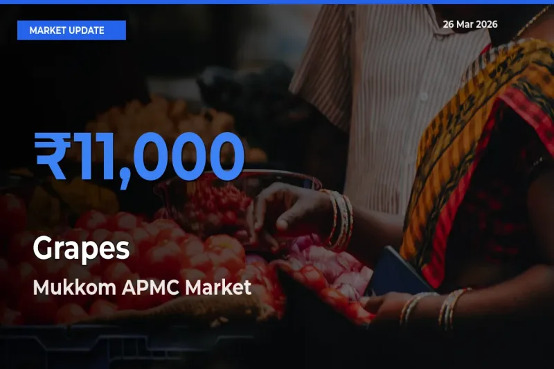 Farmers Prefer Mukkom APMC as Grapes Hits Highest Rate