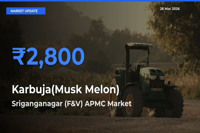 Market Watch: Sriganganagar (F&V) APMC Becomes Top Mandi for Karbuja(Musk Melon)