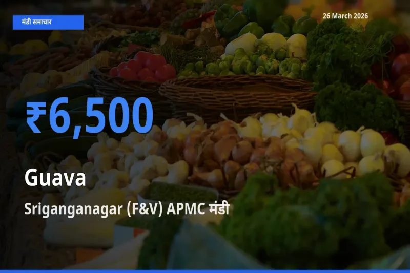 Sriganganagar (F&V) APMC मंडी में आज अमरूद के सबसे ऊँचे दाम दर्ज