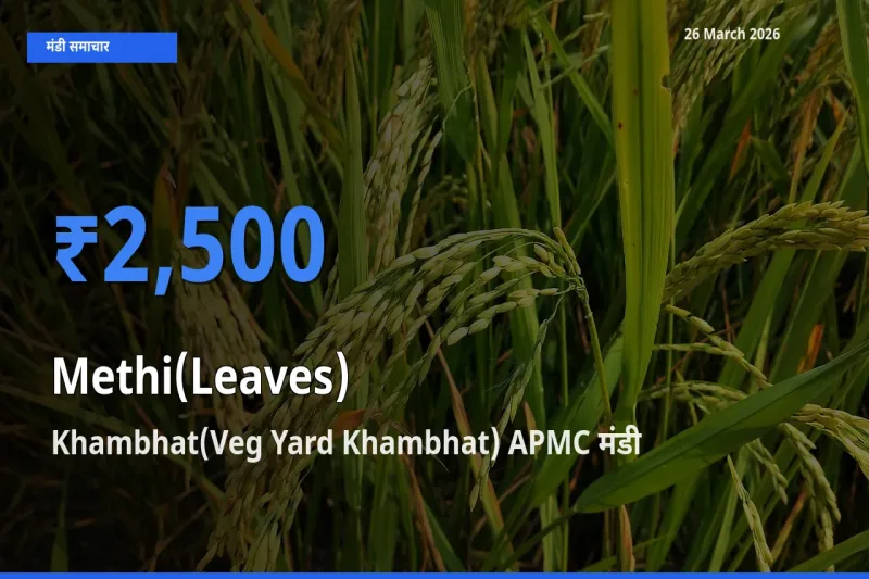 आज हरी मेथी के सबसे ज़्यादा दाम Khambhat(Veg Yard Khambhat) APMC मंडी में दर्ज