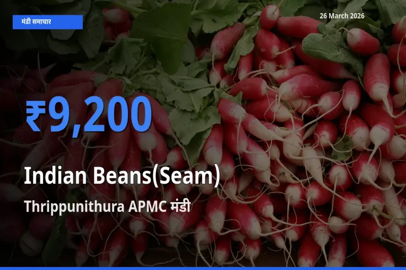 Thrippunithura APMC मंडी में आज सेम (देशी) के सबसे ऊँचे दाम दर्ज