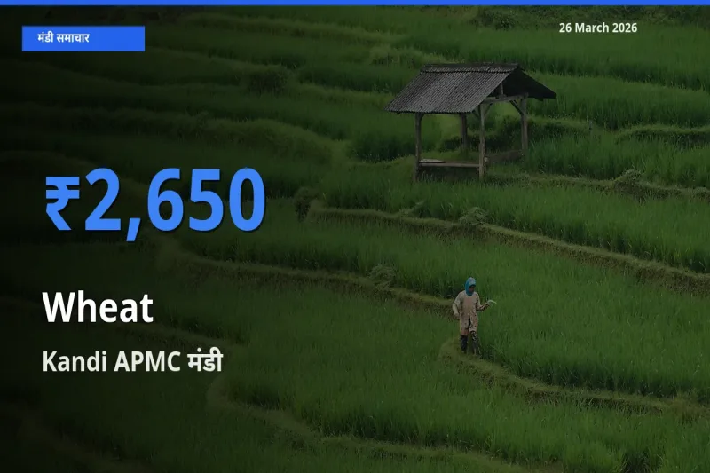 Kandi APMC में गेहूँ का आज सबसे ऊँचा भाव