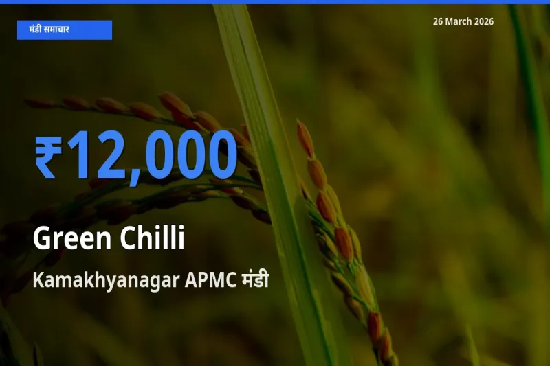 टॉप मंडी बना Kamakhyanagar APMC! हरी मिर्च के सबसे ऊँचे दाम यहीं दर्ज