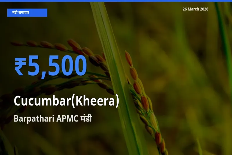 आज खीरा के सबसे ज़्यादा दाम Barpathari APMC मंडी में दर्ज