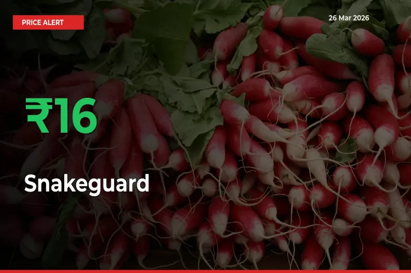 Big Rally! Snakeguard Climbs 15.83% in 24 Hours at Top Mandis