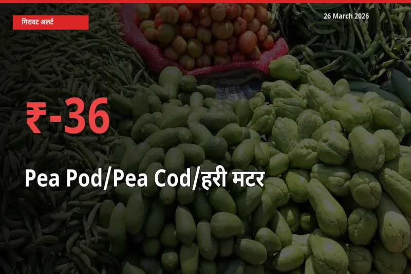मटर की फली के दाम प्रमुख मंडी में 36.47% गिरे, 24 घंटे में बड़ा बदलाव