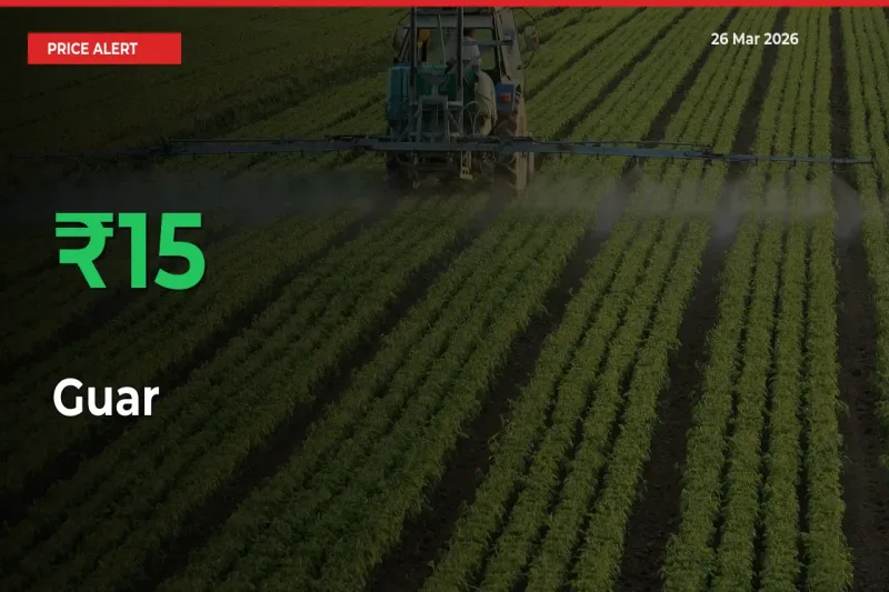 This Mandi Records 15.48% Jump in Guar Prices