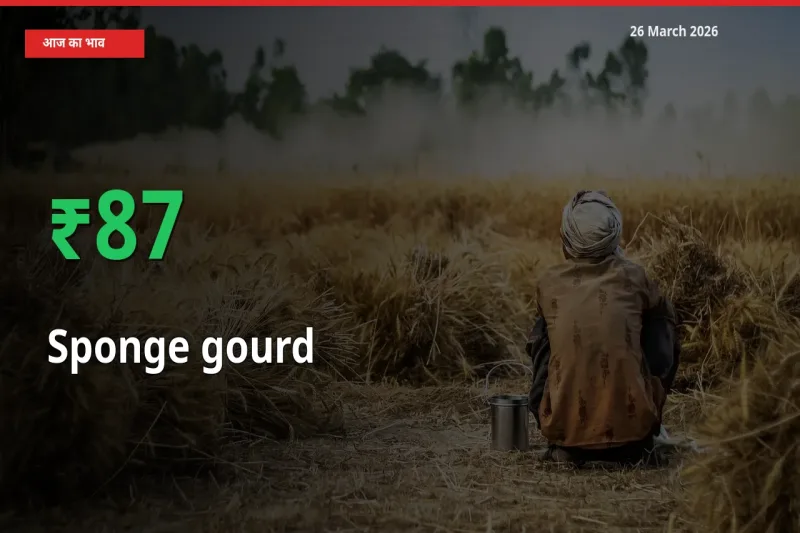 बाज़ार संकेत: तोरई (नेनुआ) के भाव मंडी में 86.73% ऊपर