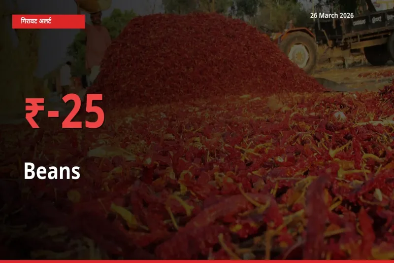 आज का मंडी भाव: फलियाँ (सेम) के दाम मंडी में 25.39% नीचे
