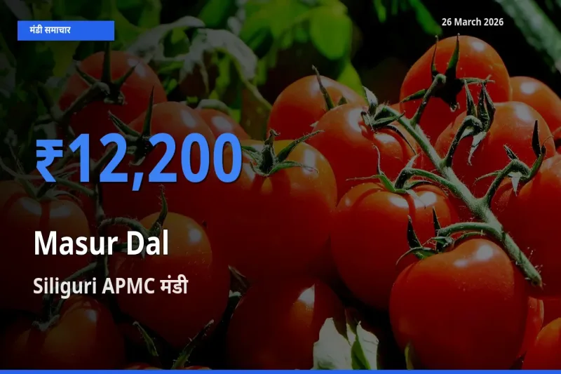 आज मसूर दाल के सबसे ऊँचे दाम ₹12,200 Siliguri APMC मंडी में