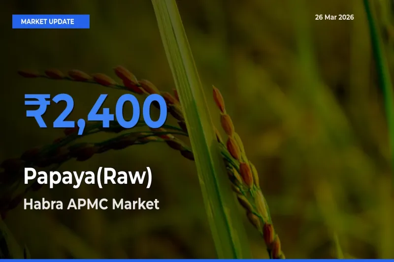 Habra APMC Tops Papaya(Raw) Rates – March 26 Market Update