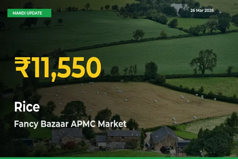 Rice Price Rally Continues – Fancy Bazaar APMC Hits Fresh High Today