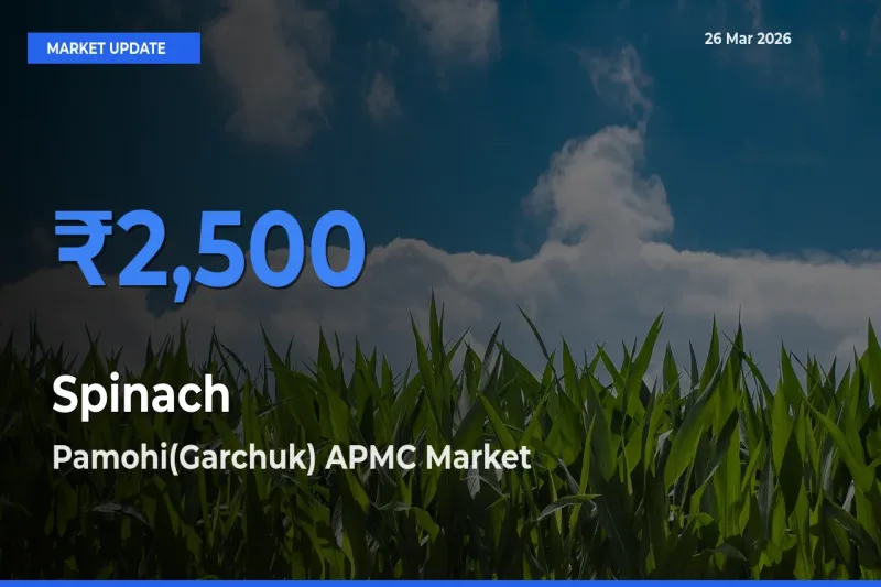Market Watch: Pamohi(Garchuk) APMC Becomes Top Mandi for Spinach