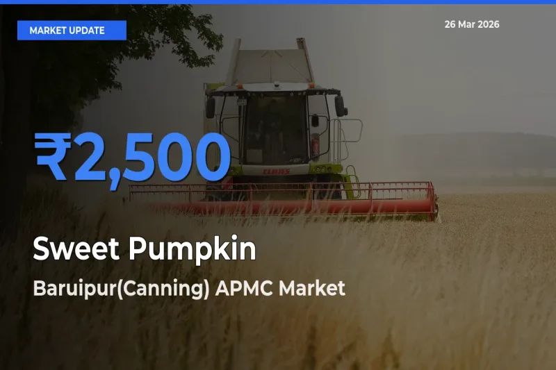 Baruipur(Canning) APMC Tops Sweet Pumpkin Rates – March 26 Market Update