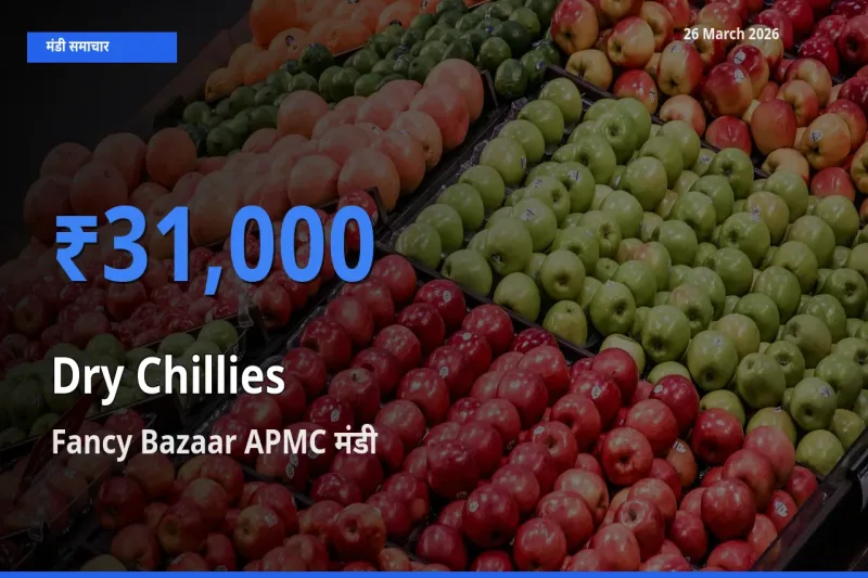किसानों की पसंद बना Fancy Bazaar APMC, सूखी लाल मिर्च के सबसे अच्छे दाम