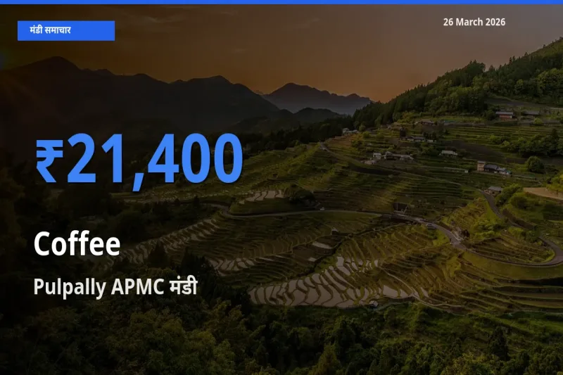 Pulpally APMC मंडी में आज कॉफी के सबसे ऊँचे दाम दर्ज