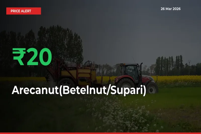 Farmers Cheer as Arecanut(Betelnut/Supari) Prices Surge 20.13% in Local Mandis