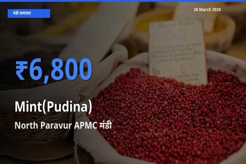 आज पुदीना के सबसे ज़्यादा दाम North Paravur APMC मंडी में दर्ज