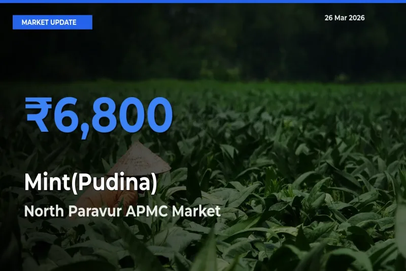 North Paravur APMC Tops Mint(Pudina) Mandi Rates Today