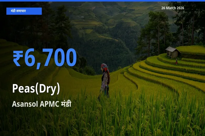 Asansol APMC में सूखी मटर का आज सबसे ऊँचा भाव